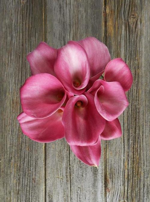  DARK - HOT PINK MINI CALLA LILIES